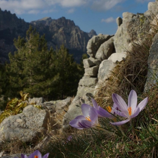 Crocus corsicus